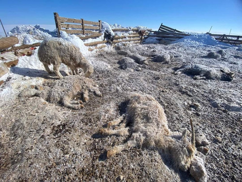 Улсын хэмжээнд 26.3 мянган мал хорогджээ